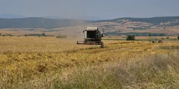 BAÜN’de hububat hasadı yapıldı