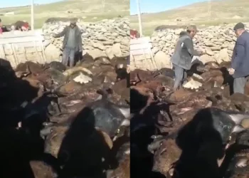 Kağızman’da kurt dehşeti