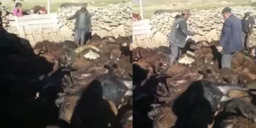Kağızman’da kurt dehşeti