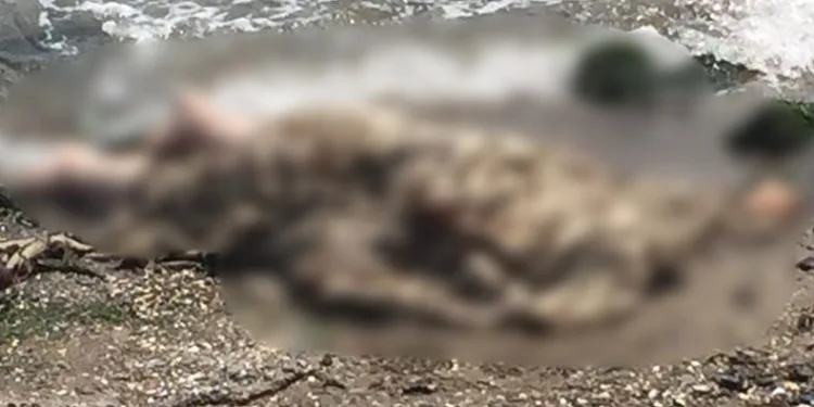 Deniz kenarında erkek cesedi bulundu