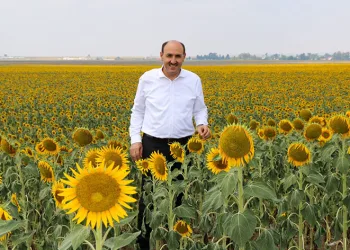 “Beyaz altının” yerini “Sarı altın aldı”