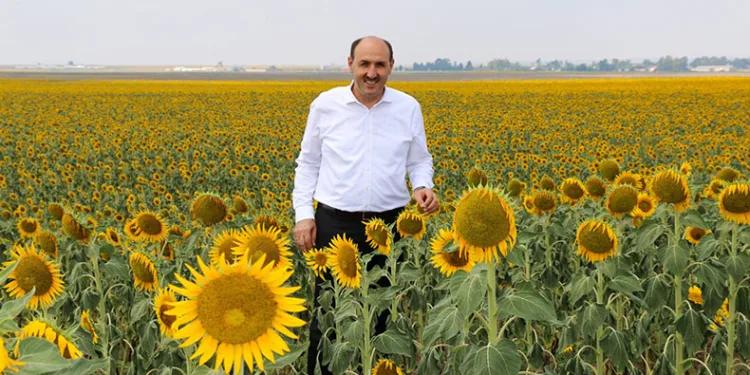 “Beyaz altının” yerini “Sarı altın aldı”