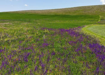 Kars rengarenk çiçek açtı