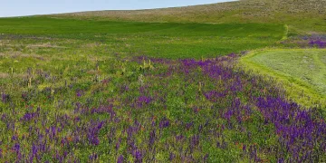 Kars rengarenk çiçek açtı