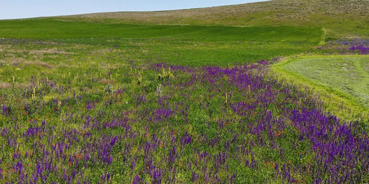 Kars rengarenk çiçek açtı