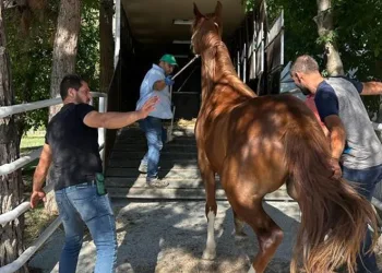 Milyonluk taylar görücüye çıkmaya hazırlanıyor