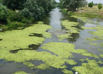 Nehir plastik atıklar ve çöplerle kaplandı