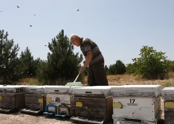 Kovanları aşırı sıcaktan kireçle koruyorlar