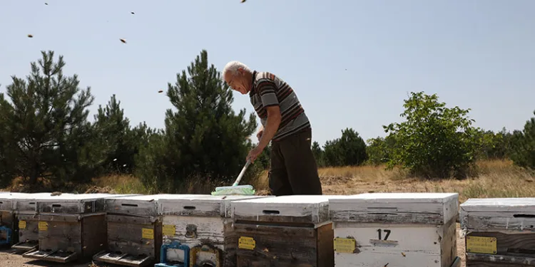 Kovanları aşırı sıcaktan kireçle koruyorlar