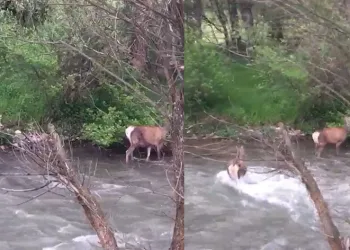 Kızıl geyiklerin nüfusu artmaya başladı