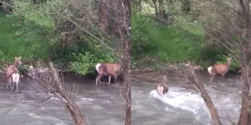 Kızıl geyiklerin nüfusu artmaya başladı