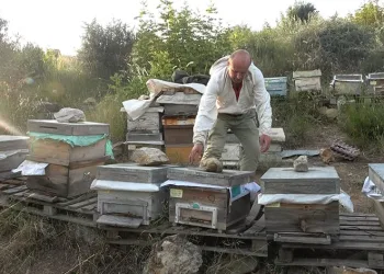 Bursa’da arıları kovanlarıyla birlikte çaldılar