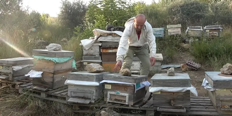 Bursa’da arıları kovanlarıyla birlikte çaldılar