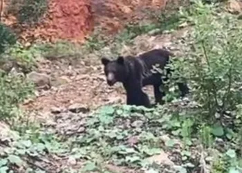 Korkup kaçan ayıya seslendi