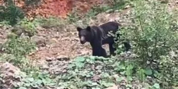 Korkup kaçan ayıya seslendi