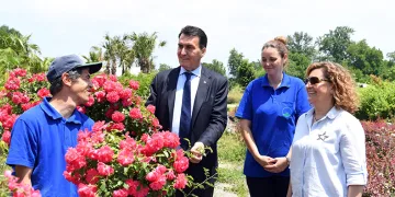 Tarihi İnkaya Çınarı geleceğe taşınıyor