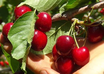 En geç kiraz hasadı Ahlat’ta yapılıyor