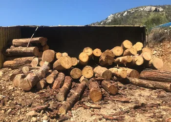 Devrilen tomruk yüklü kamyondan atlayarak kurtuldu