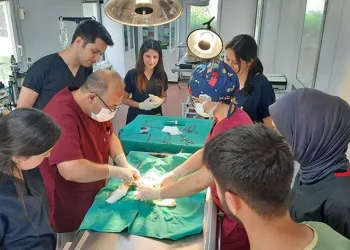 Aracın çarptığı kedi hayata tutundu