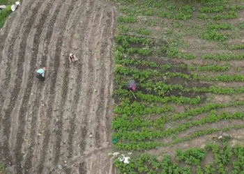 Maliyeti karşılanmayınca, tarlada çürümesini izledi
