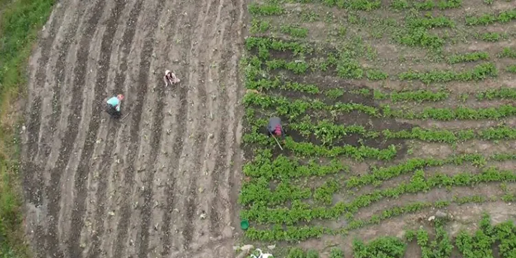Maliyeti karşılanmayınca, tarlada çürümesini izledi