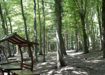 Ormanlık alanlarda piknik yapmak yasaklandı