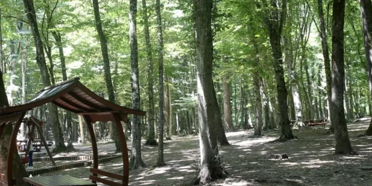 Ormanlık alanlarda piknik yapmak yasaklandı