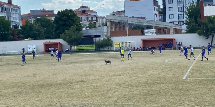 Sahaya giren köpek maçı durdurdu