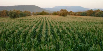 Mısır tarlasında cinayet