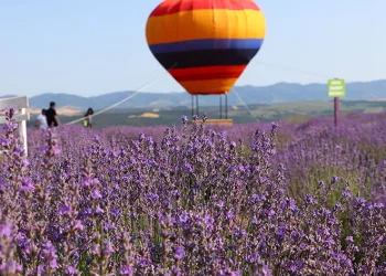 Mor renkli tarlalar bayramda turistleri ağırladı