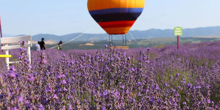 Mor renkli tarlalar bayramda turistleri ağırladı