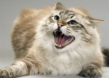 Ağaçta sıkışan kedi