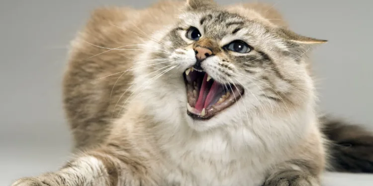 Ağaçta sıkışan kedi