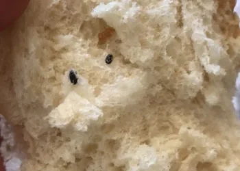 Ekmekten fare pisliği çıktı