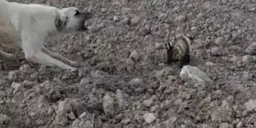 Nesli neredeyse tükenen alaca sansar görüldü