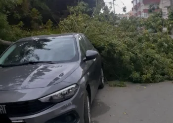 Ağaç otomobilin üzerine düştü