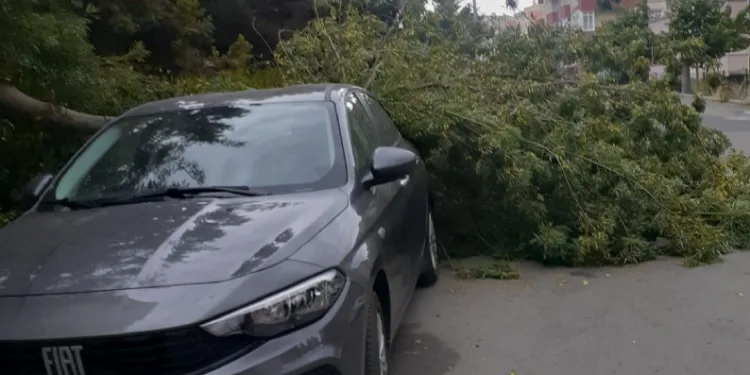 Ağaç otomobilin üzerine düştü