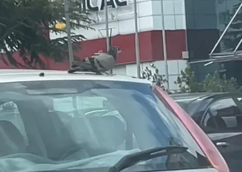 Güvercin otomobil ile şehir turu attı