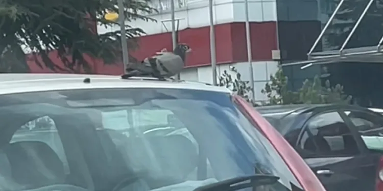 Güvercin otomobil ile şehir turu attı