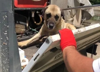 Terk edilen köpekler koruma altında