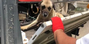 Terk edilen köpekler koruma altında