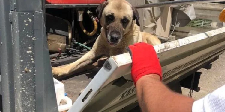 Terk edilen köpekler koruma altında