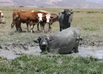Çareyi çamur banyosunda buldular