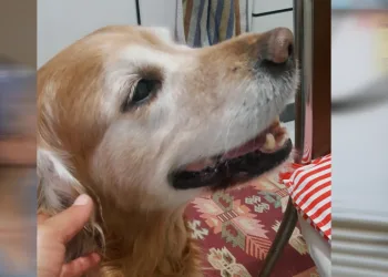 Depremde kaybolan köpeğini arıyor