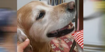 Depremde kaybolan köpeğini arıyor