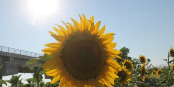Ayçiçeğinde yüksek rekolte
