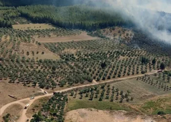 160 hektar alanı torpille yakmış