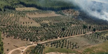 160 hektar alanı torpille yakmış
