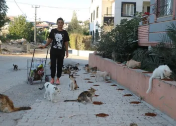 Kedilerin annesi