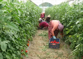 Komşu köylerden tarım işçisi kiralanıyor
